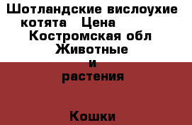 Шотландские вислоухие котята › Цена ­ 2 000 - Костромская обл. Животные и растения » Кошки   